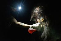 At night, a person with a bright headtorch reaches a gloved, tattooed arm towards a scarred Baird's tapir to treat an open wound on its face, holding a container of red liquid.