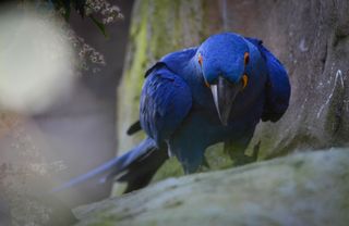 Hyacinth macaw James Bond is shaken and stirred by tragic events at Chester Zoo.