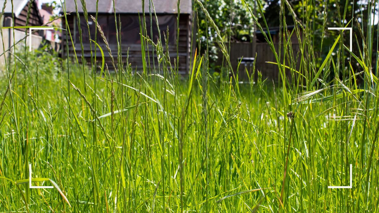 Close up of an overgrown lawn to support a guide on how to cut long grass