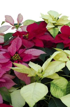 Poinsettia Flowers Of Different Colors