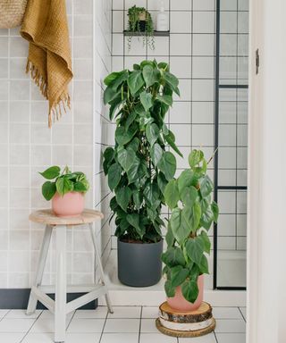 Philodendrons in a bathroom