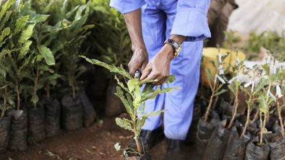 Macadamia Nuts as Sustainable Skincare Ingredient - Macadamia Oil ...