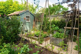 raised beds with wooden trellis in vegetable garden with blue shed