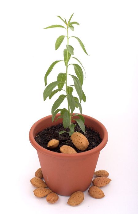 almond seedling