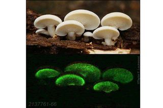 Panellus pusillus is a bioluminescent mushroom only rarely photographed glowing. Photographer Taylor Lockwood was able to use a special low-light camera to capture this image.