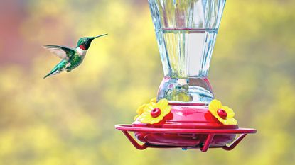 Hummingbird feeder mistakes are good to know. Here is a green and white hummingbird flying towards a glass hummingbird feeder with a glass container with clear liquid and a red base with yellow flowers on it