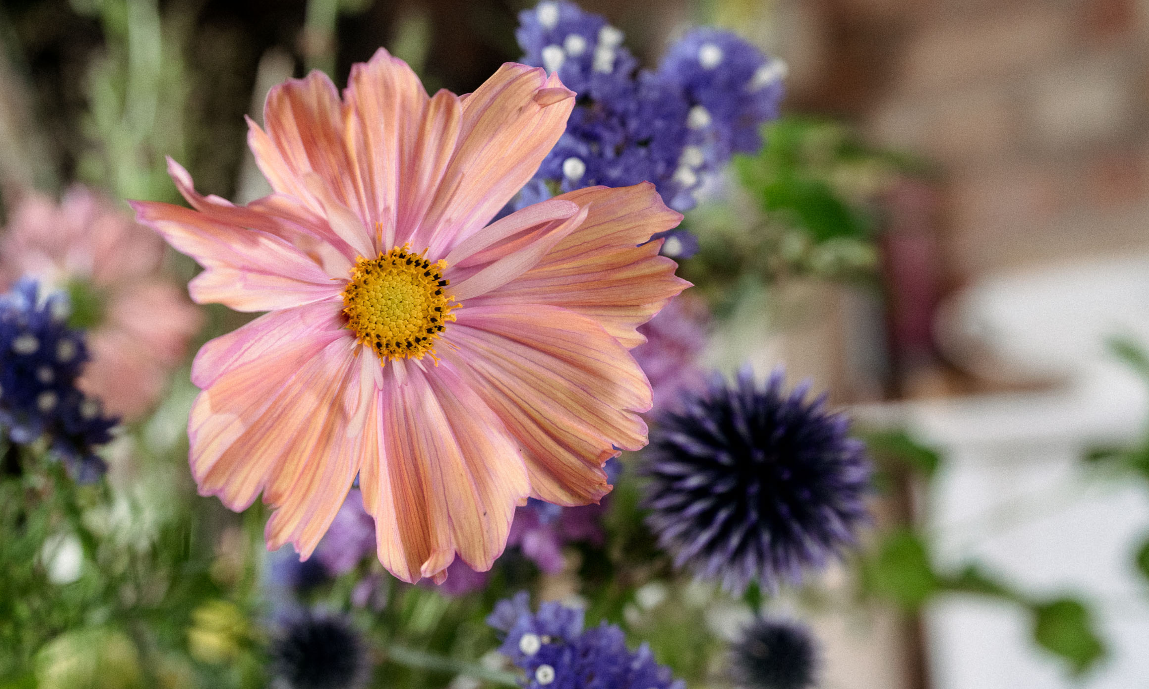 Apricot cosmos flower with blue glove thistle in background