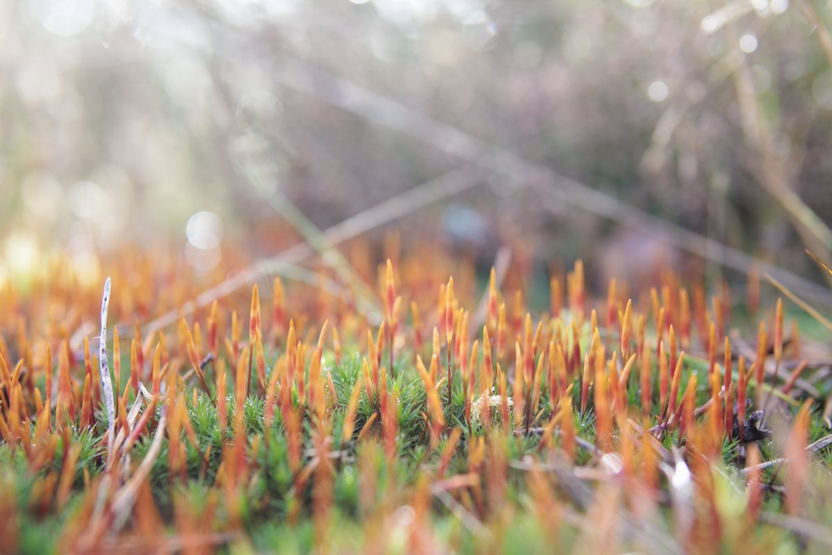 Sigma 30mm F1.4 DC DN Contemporary image gallery: a bed of brightly colored moss, taken from ground level perspective