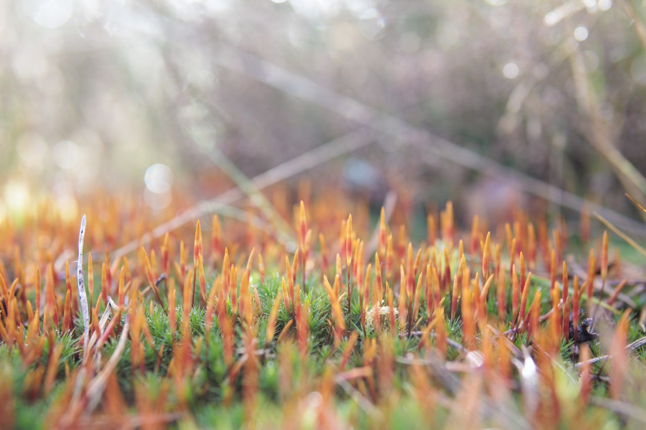 Sigma 30mm F1.4 DC DN Contemporary image gallery: a bed of brightly colored moss, taken from ground level perspective