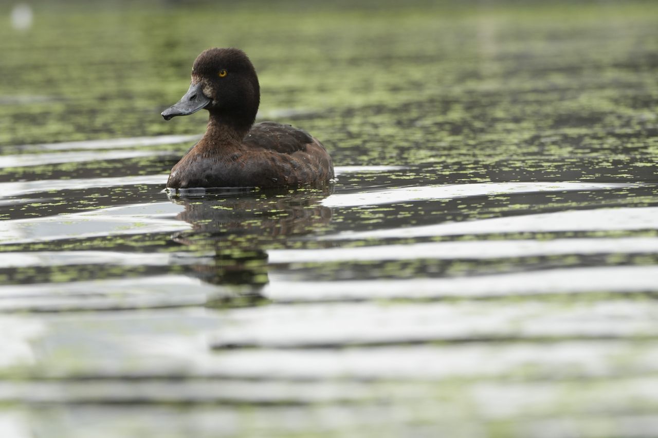 Telephoto wildlife photo of a duck in a canal, made with the Sony FE 70-200mm F4 G OSS II lens