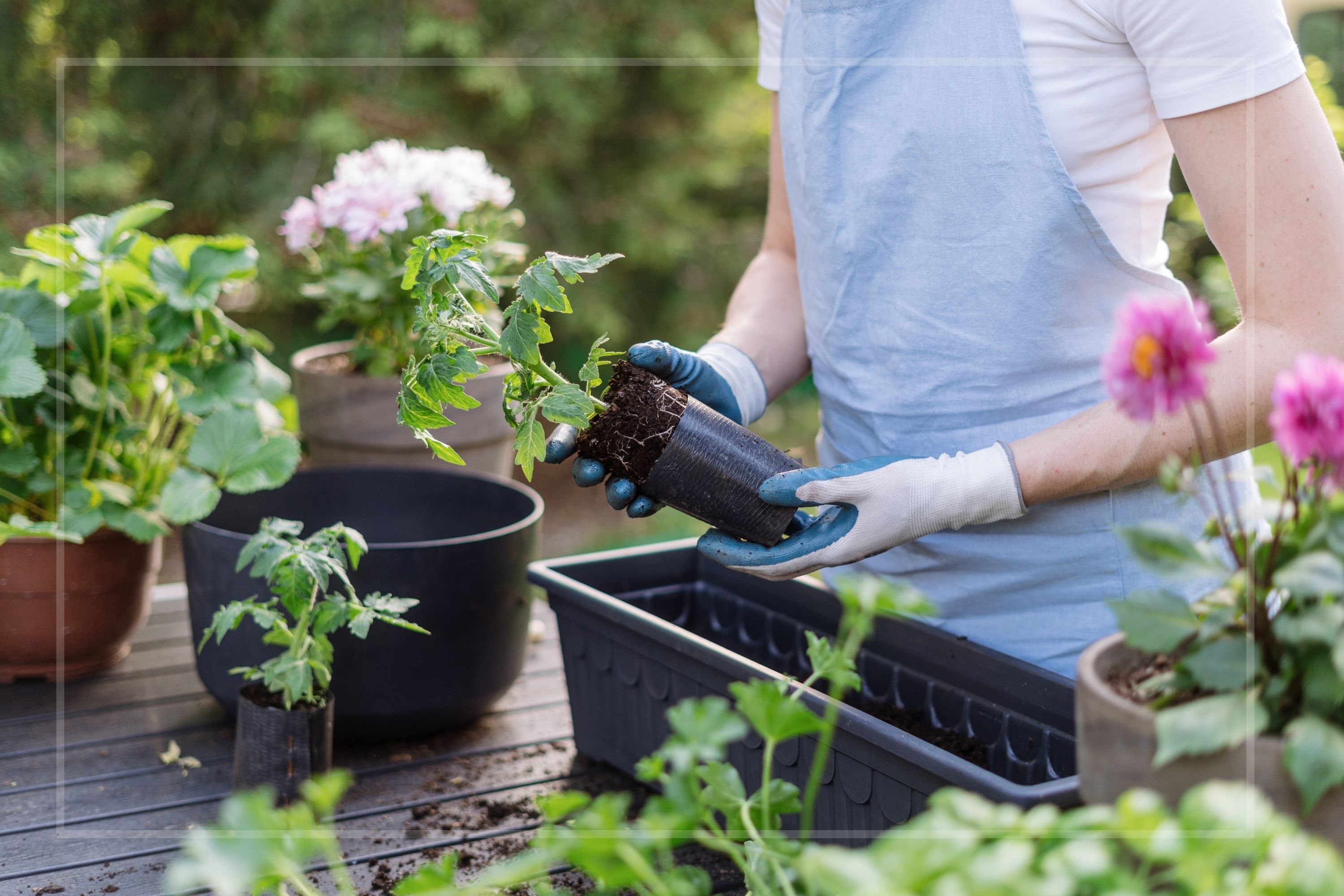 A woman potting plants