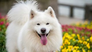 White Samoyed with tongue hanging out