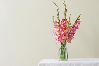 pink gladioli in a glass vase