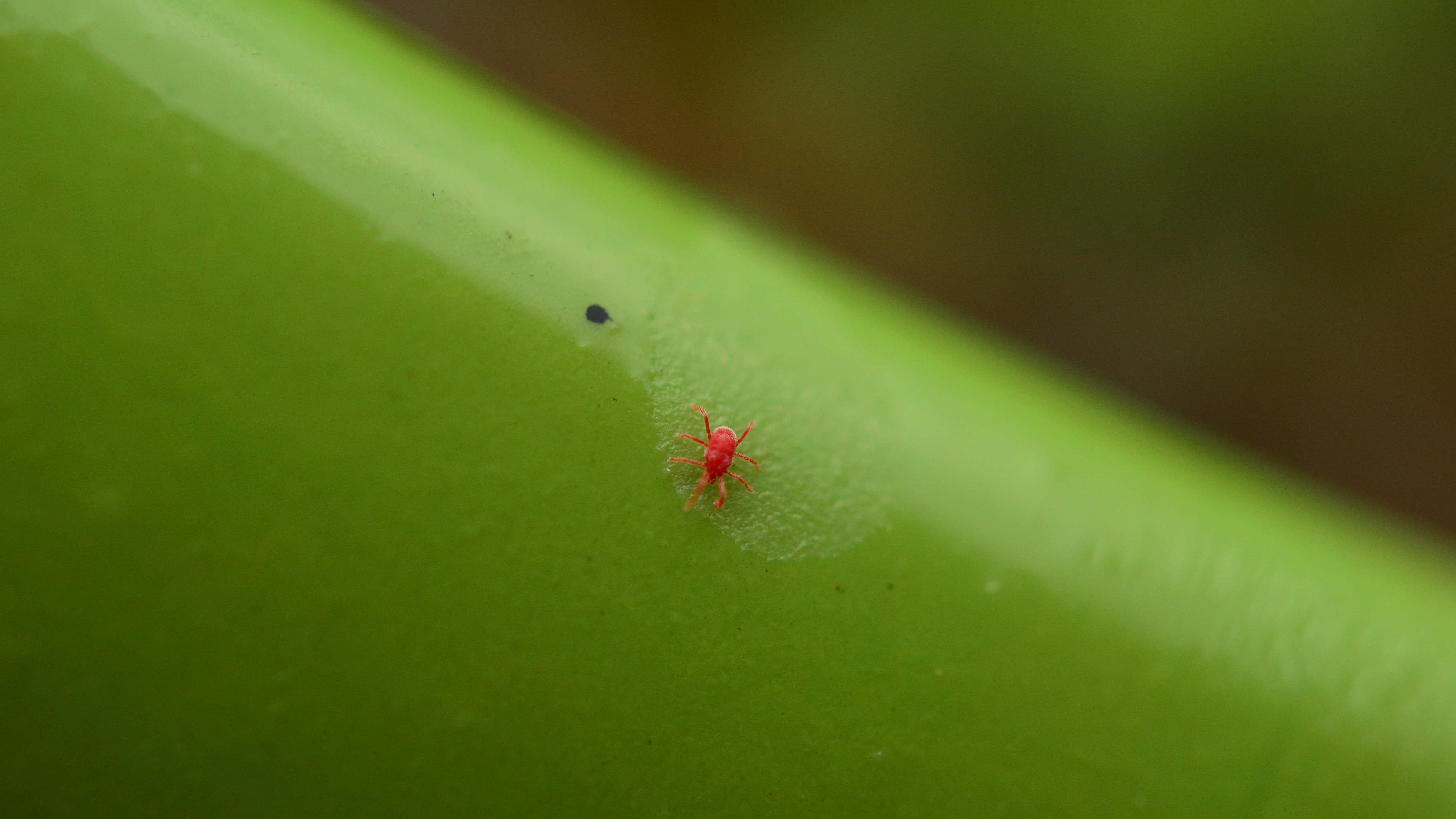 Red chigger on green leaf