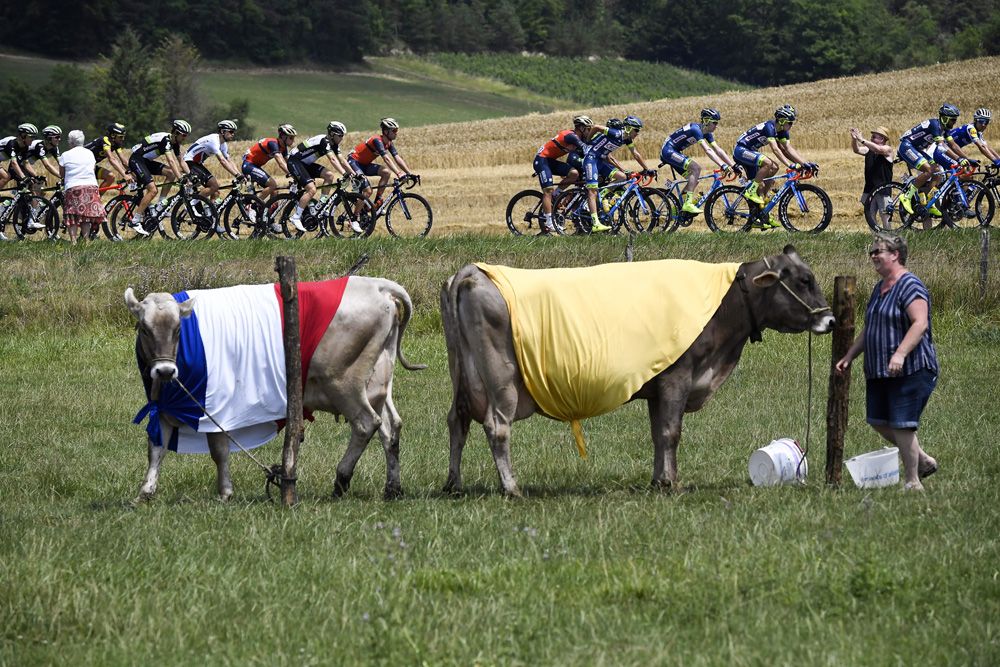 Some local beef was spotted along the stage route