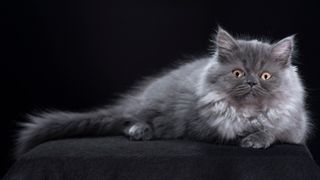 Grey cat with bushy tail