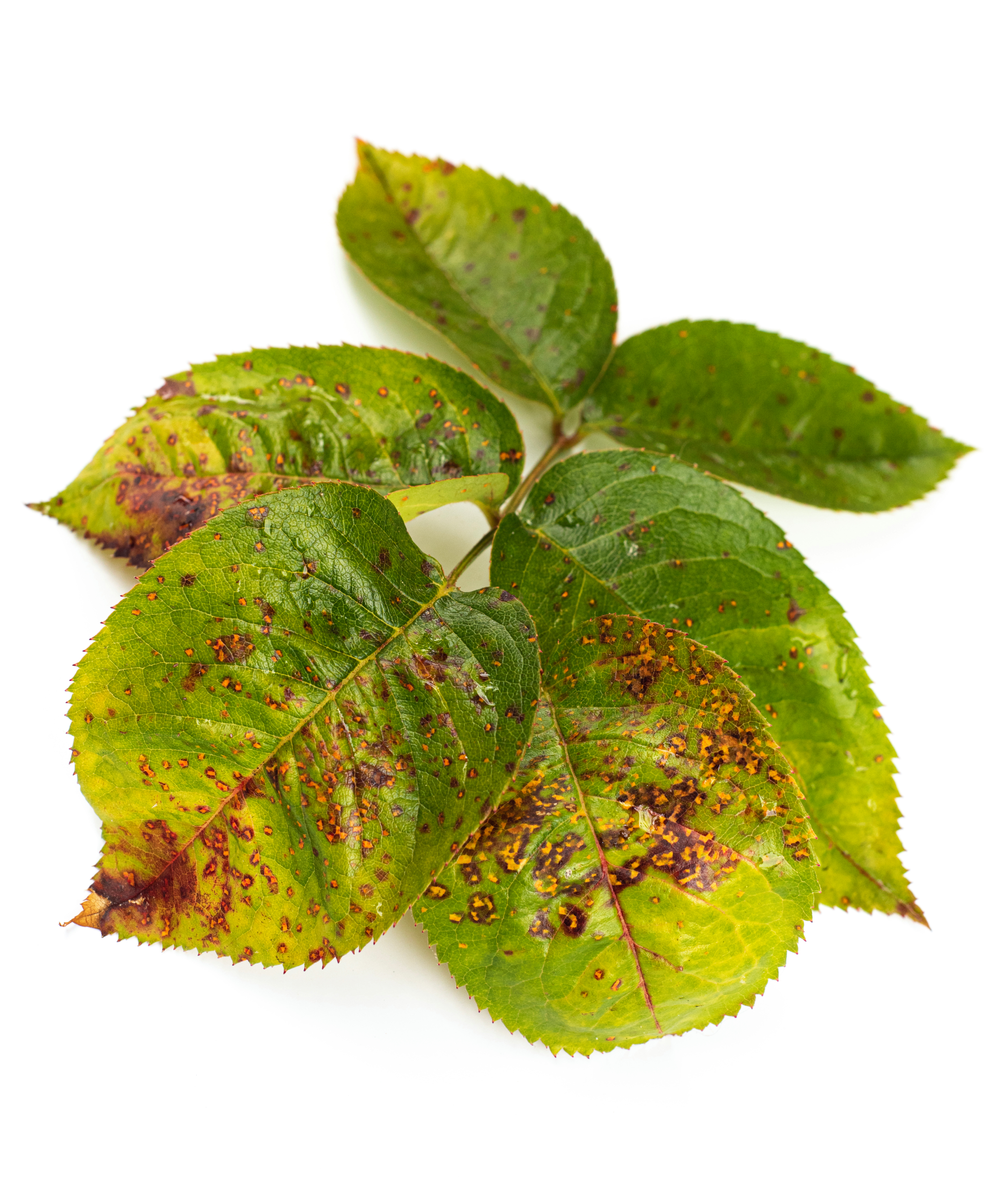 Rose rust or rose fungus affecting the rose leaves