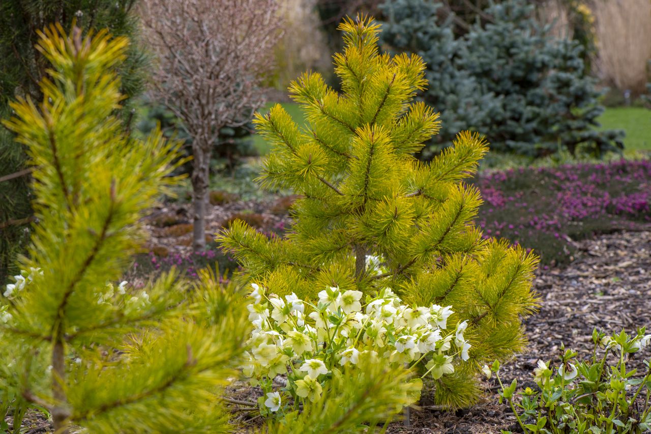 Two evergreen fir trees growing in a garden border