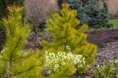 Two evergreen fir trees growing in a garden border