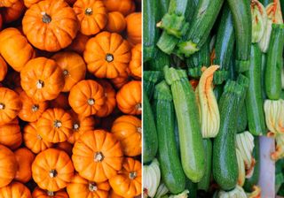 Pumpkin (L) & Zucchini (R)