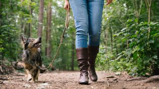 Small dog looking up at owner while being walked in the forest