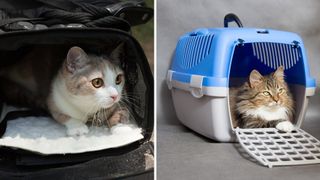 Soft vs hard cat carrier
