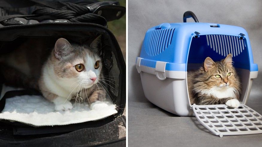 Soft vs hard cat carrier