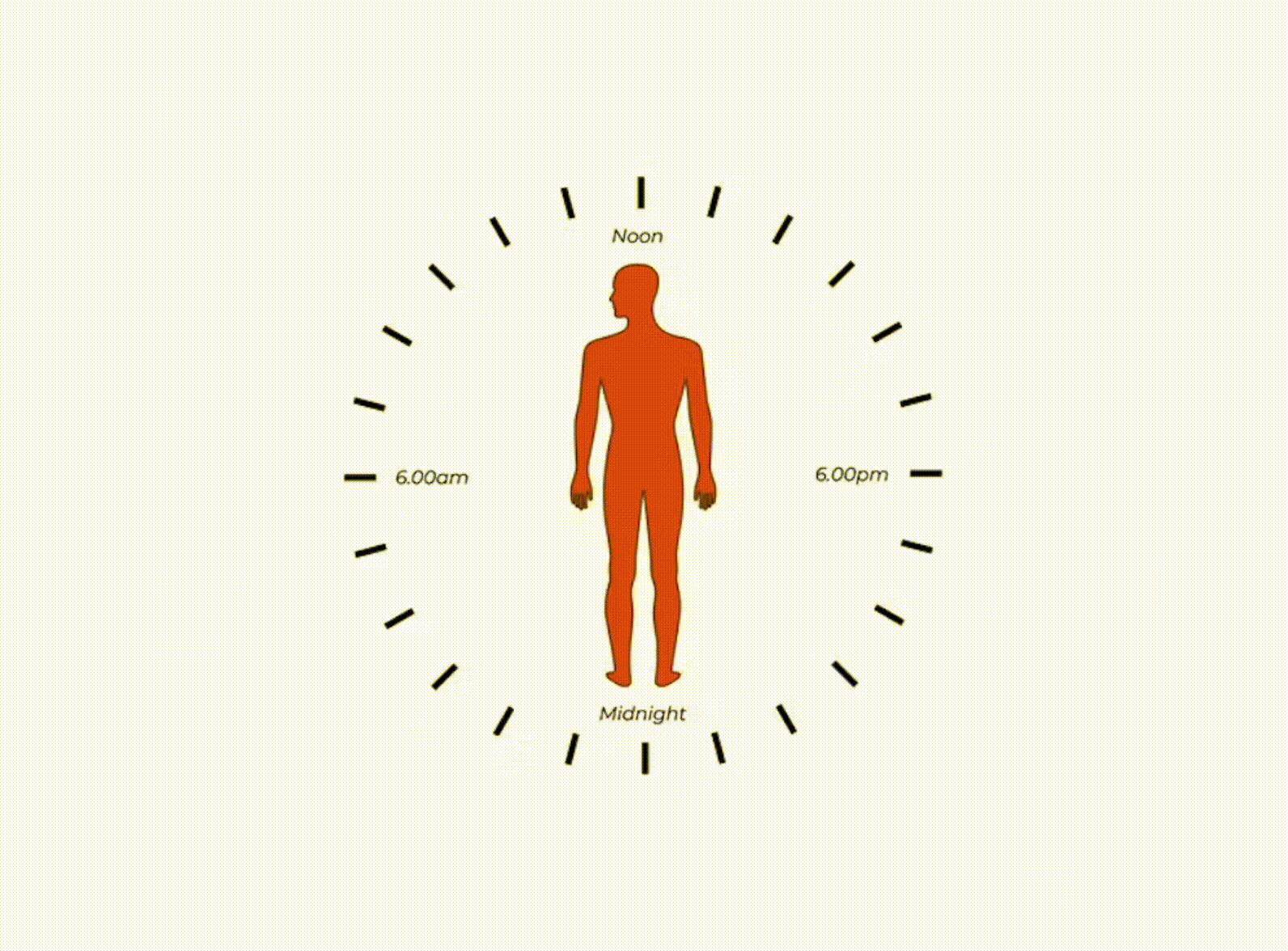 We actually have trillions of 'body clocks,' not just one. Here's how ...