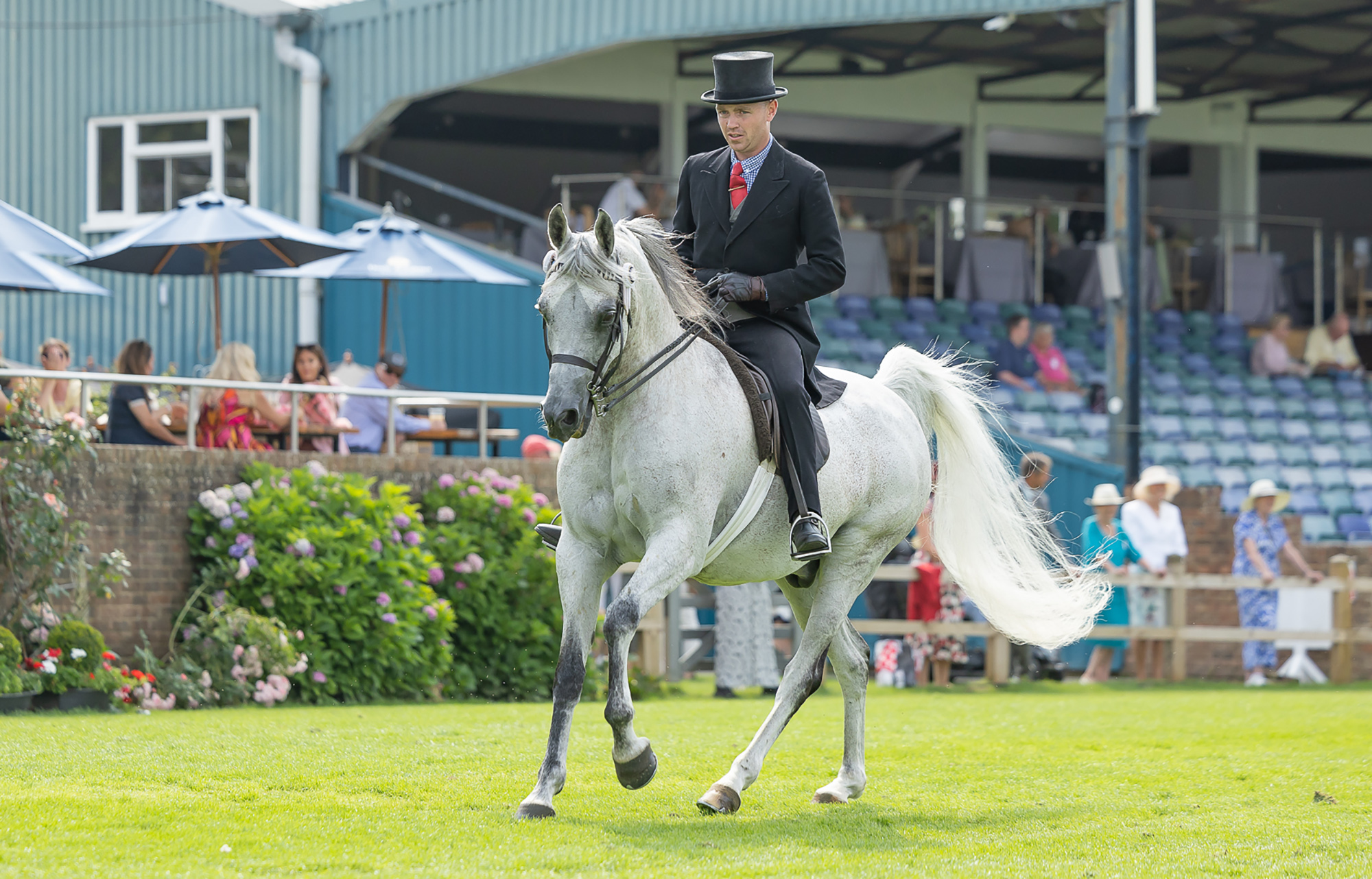 Champion. Will Morton and LVA WINTERS RASCAL in The Purebred Arabian Championship at The Agria Royal International Horse Show, The All England Jumping Course, Hickstead, Sussex, UK. July 22nd 2026