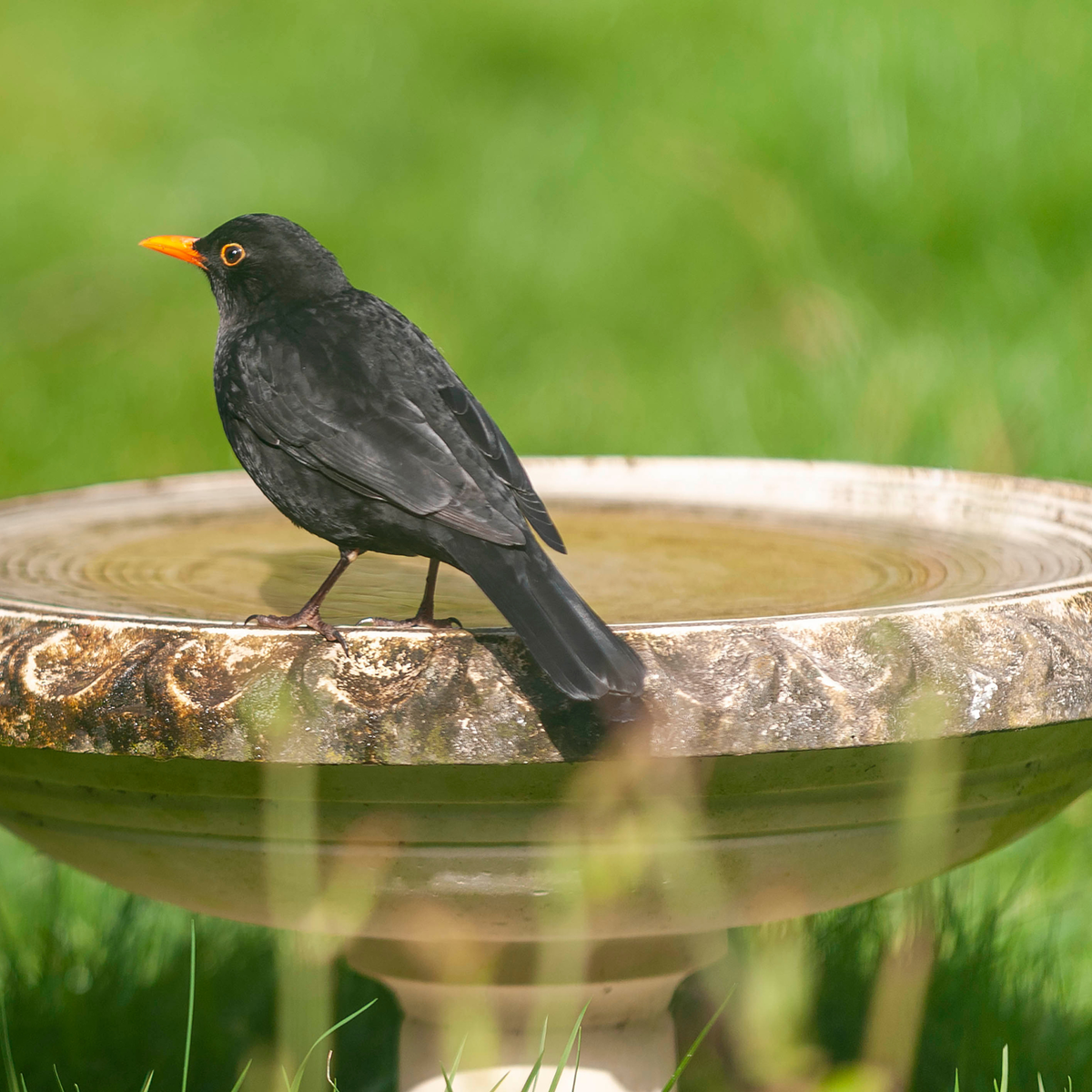 鳥類学の専門家はクロウタドリが冬を乗り切り、数の減少を止めるためにクロウタドリに餌を与えるよう庭師に勧めている