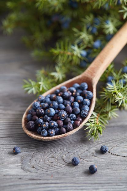 Wooden Spoon Full Of Juniper Berries