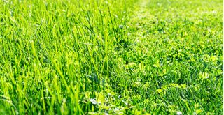 close up of healthy grass both long and cut short to show how to cut grass in the heat