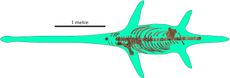 Alberta Plesiosaur