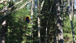 Bear bags of food hanging in a treet