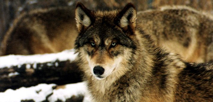 A gray wolf (Canis lupus). The eastern wolf, Canis lupus lycaon, qualifies as a separate species, according to a new review by the U.S. Fish and Wildlife Service. 