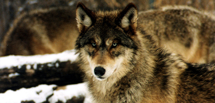 Eastern Wolves Deemed Separate Species from Gray Wolves | Live Science