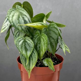 Philodendron Brandtianum