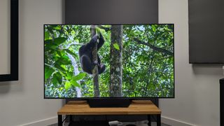 Hisense U7N (65U7N) mini LED TV on wooden AV bench with monkey and trees on screen