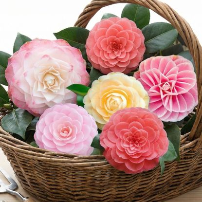 Basket of camellia flowers in pink and yellow