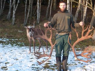 Male reindeer with the antlers he shed