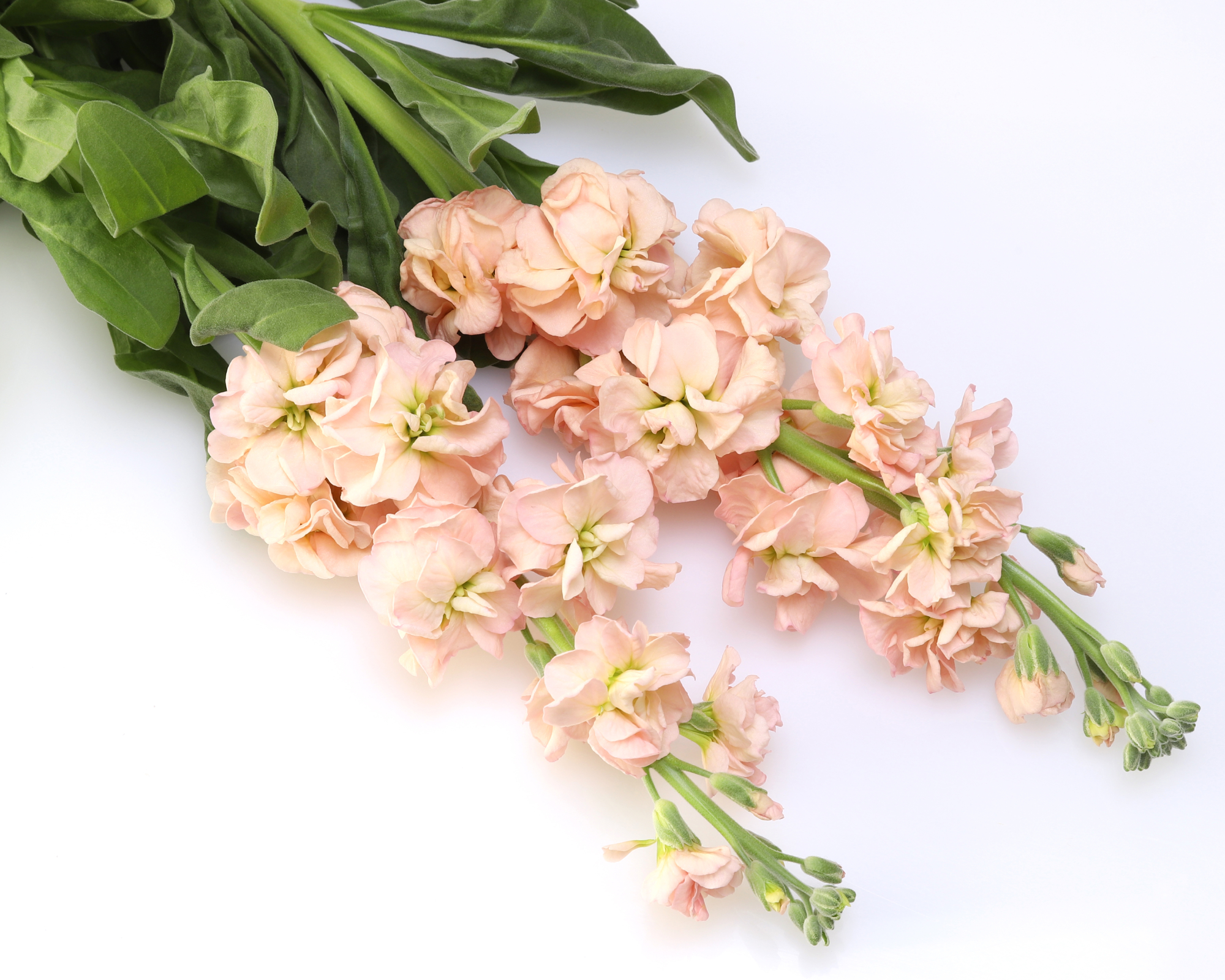 stock in a white background.