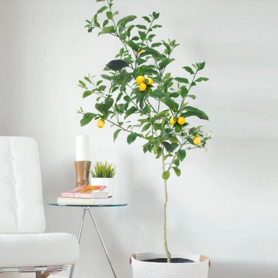 5 outdoor plants to bring indoors in November to 'overwinter' Livingetc