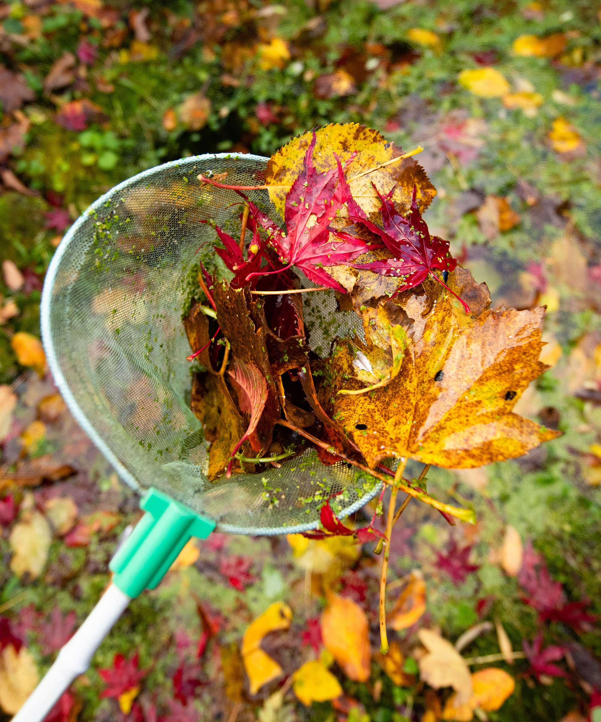 fishing out leaves from pond with net