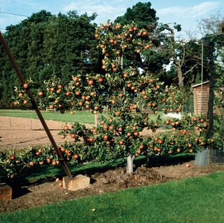a trained espalier apple tree in fruit