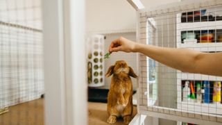 Hand reaches into an indoor rabbit hutch to feed a rabbit