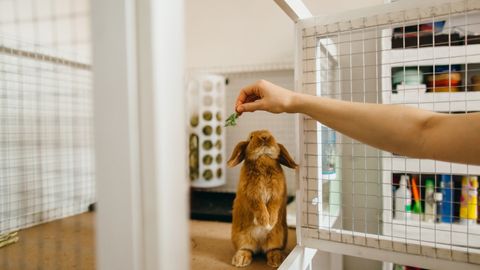 Best indoor rabbit hutches for sleep, exercise and play | PetsRadar
