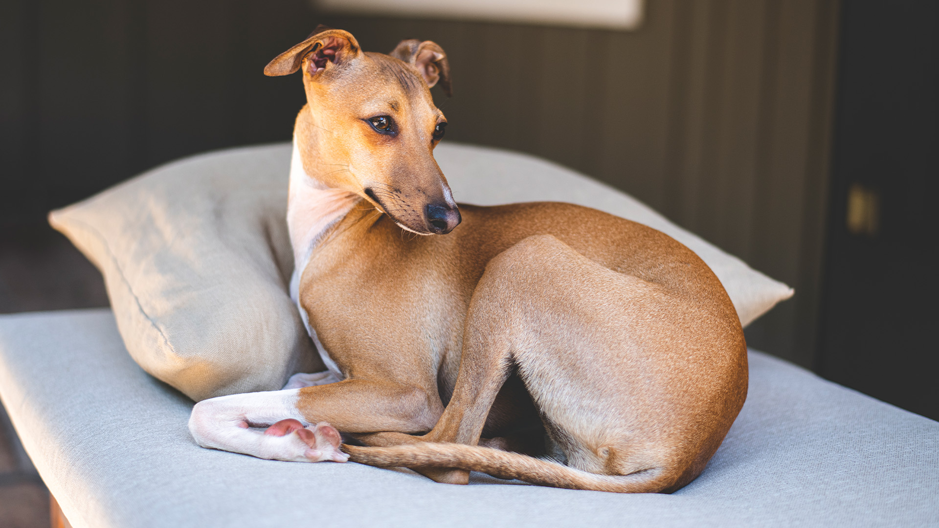 Italian greyhound curled up on a bed