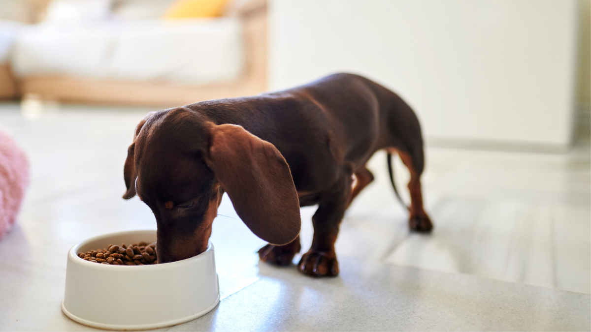 Pedigree vs Purina dog food: Which is best for your canine companion ...