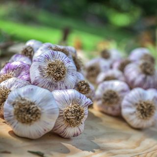 Garlic that has been freshly harvested from a vegetable garden