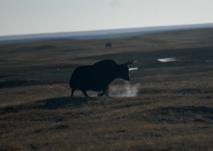 yaks, endangered species